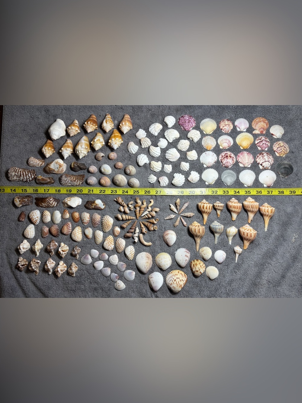 150 Mixed Lot Sanibel Island Seashells.  Assorted types and sizes!